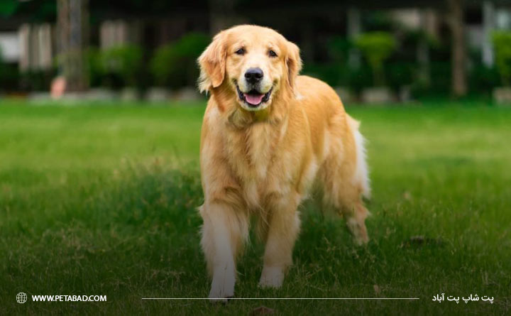 مشخصات ظاهری و ویژگیهای سگ گلدن رتریور