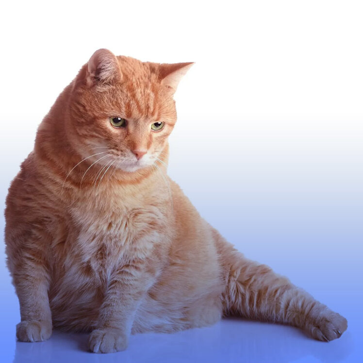 دیابت در گربه‌ها به همراه راه‌های پیشگیری از آن