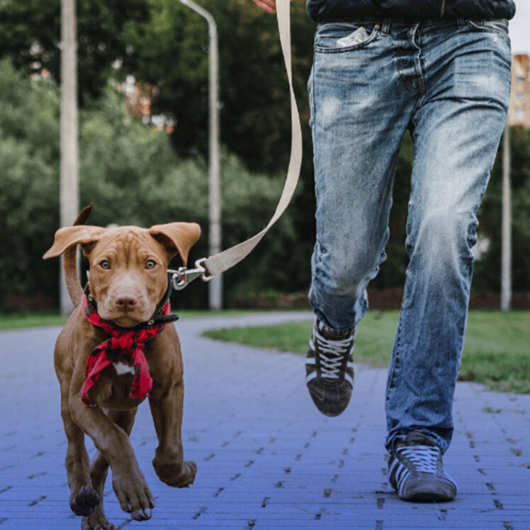 چه میزان سگتان را باید به پیاده روی ببرید؟