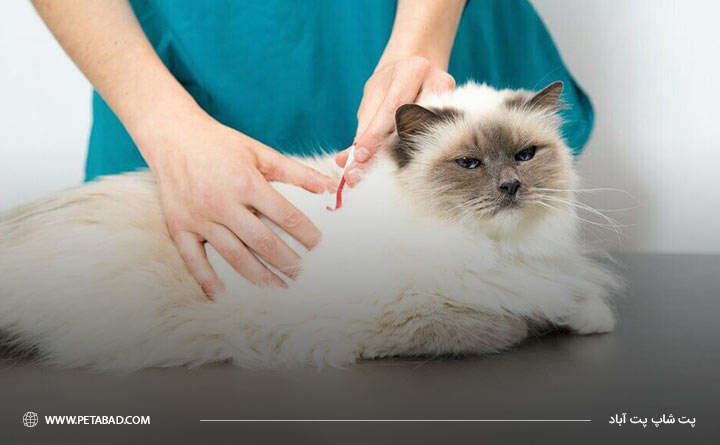 علائم و نشانه های کک و کنه در گربه
