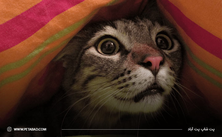 ترساندن گربه