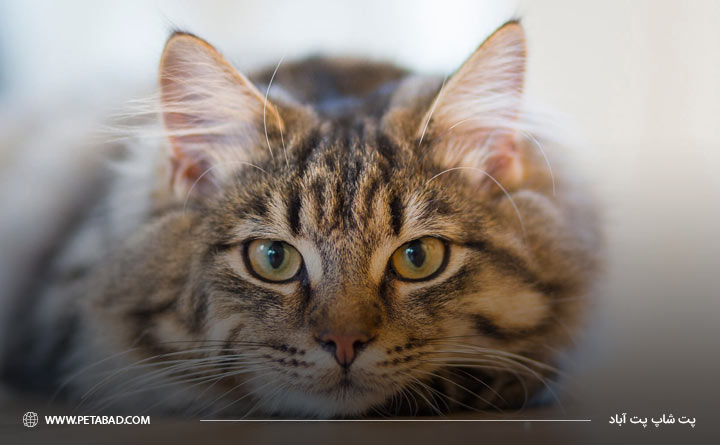 آشنایی با سرطان در گربه‌ها 