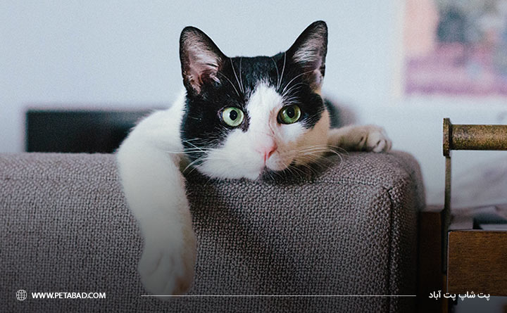 تنها گذاشتن گربه