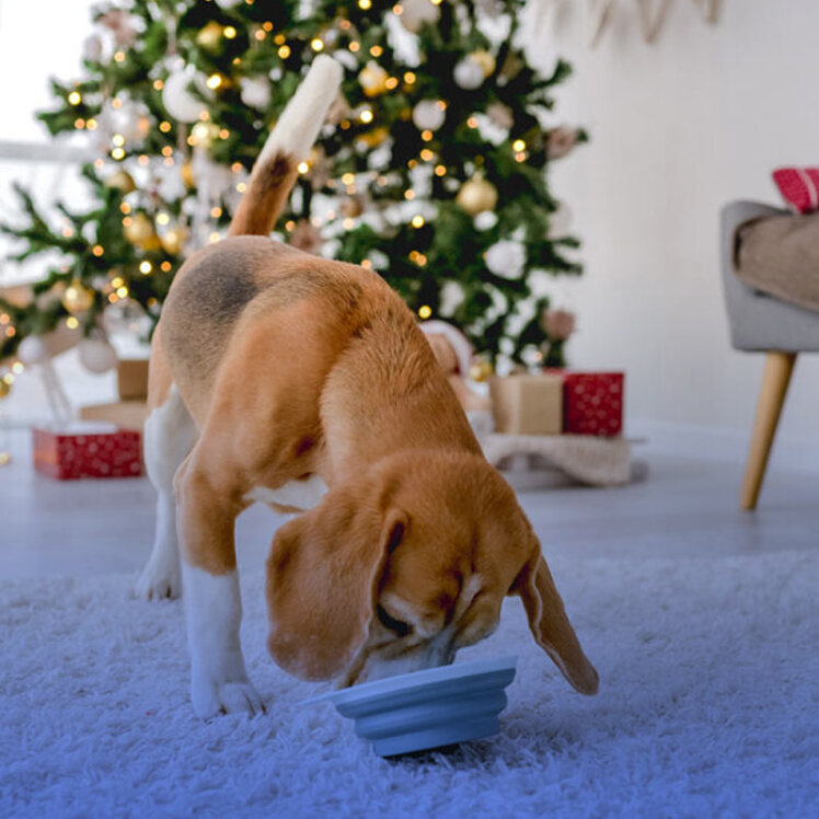 تغذیه مناسب سگ در فصل سرما: نکات و توصیه‌های کلیدی