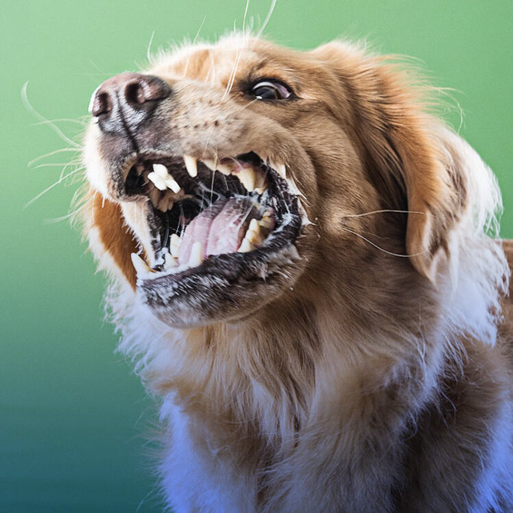 ویروس هاری در سگ‌ها و راه‌های پیشگیری از آن