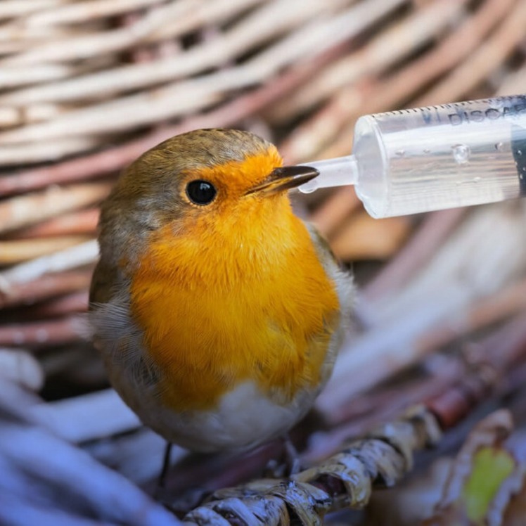 انواع بیماری در پرندگان زینتی