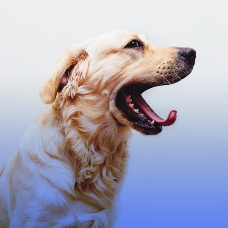 بیماری تنفسی کنل کاف یا سرفه در سگ‌ها چیست؟