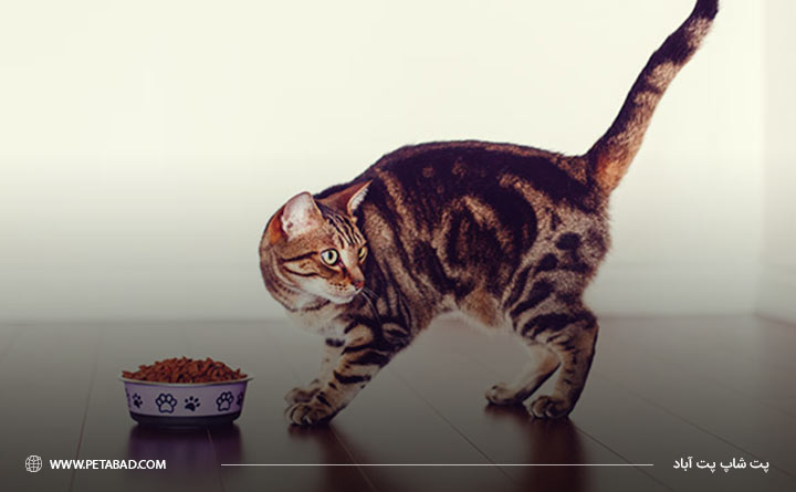 غذای گربه بنگال