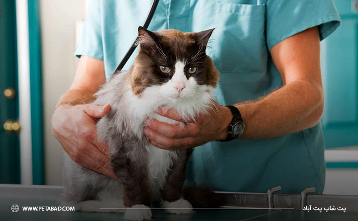 ویزیت گربه توسط دامپزشک