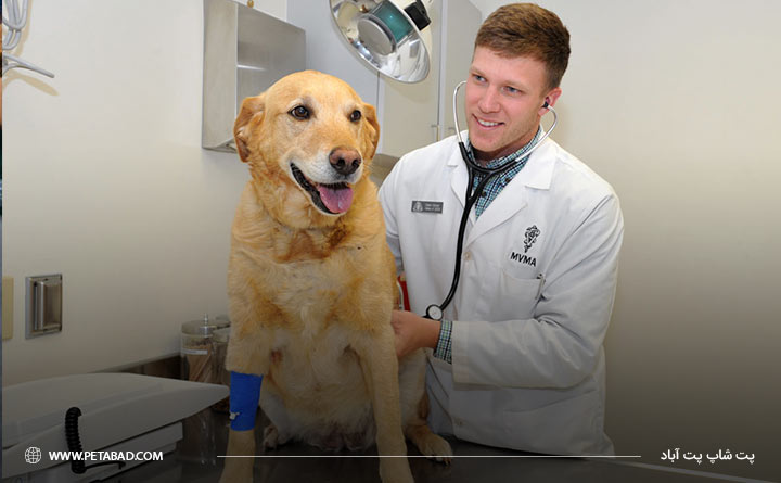 درمان اسهال سگ با مراجعه به دامپزشک