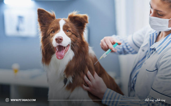 واکسینه کردن سگ برای پیشگیری از بیماری پاروا ویروس