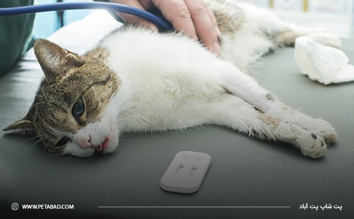 نارسایی قلبی گربه علت ابتلا به بیماری پنومونی گربه