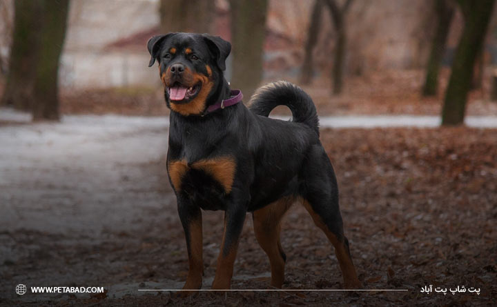 مشخصات ظاهری سگ نژاد روتوایلر