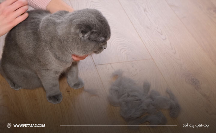 بهترین روش‌های جلوگیری از ریزش موی گربه