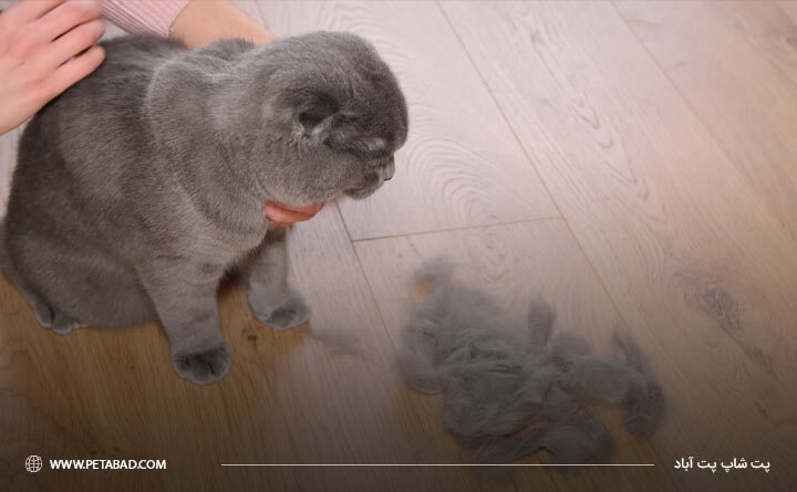 بهترین روشهای جلوگیری از ریزش موی گربه