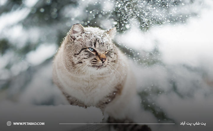 نگهداری از گربه در هوای سرد