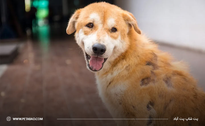 عفونت قارچی سگ