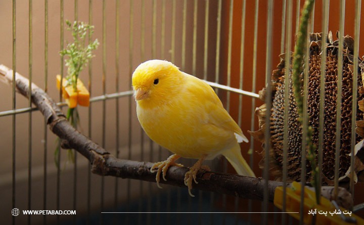 بهترین پرنده خانگی برای کودکان: مرغ عشق