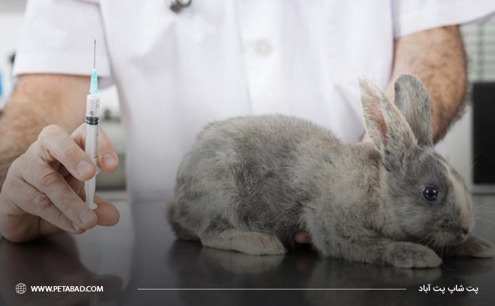 واکنش منفی به بیهوشی مهم ترین معایب عقیم سازی خرگوش