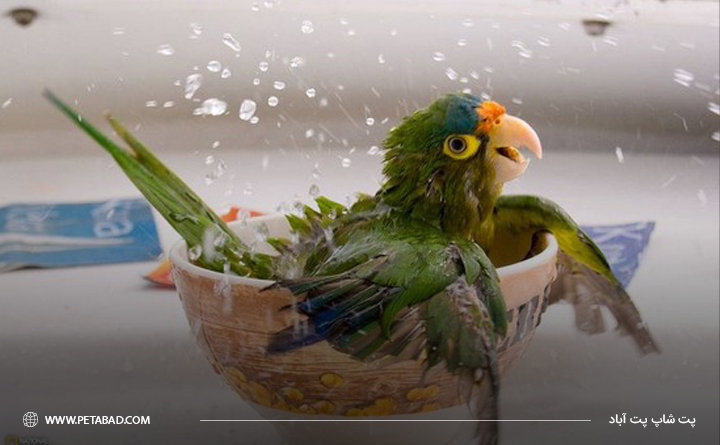 نحوه حمام کردن پرندگان