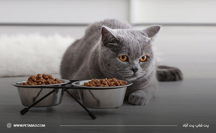 انواع مختلف غذای درمانی گربه