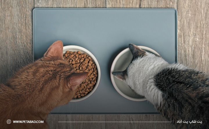 ویژگی های غذای گربه باکیفیت