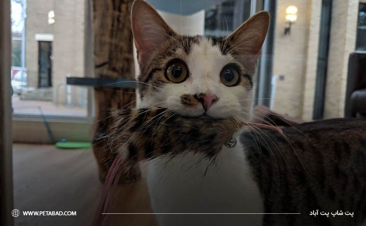 بلعیدن اشیا غیرقابلهضم از دلایل ابتلا گربه به یبوست