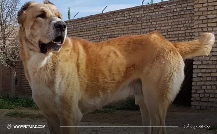 تربیت سگ نژاد ماستیف ایرانی