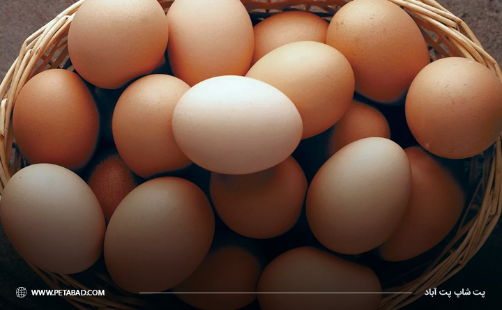تخم مرغ