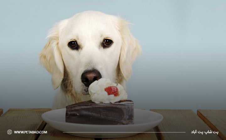 آیا دسر و شیرینی برای حیوان خانگی مناسب است