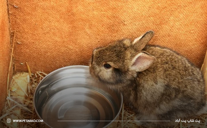 چقدر به خرگوش خود آب بدهیم