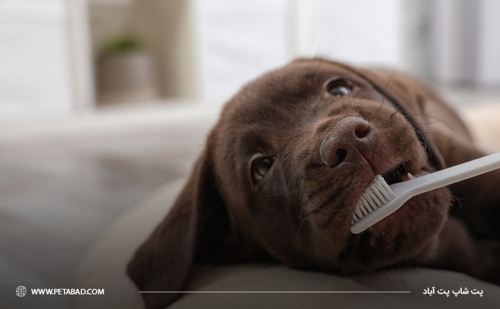 با مشورت پزشک دهان شویه برای حیوان خانگی استفاده نماید