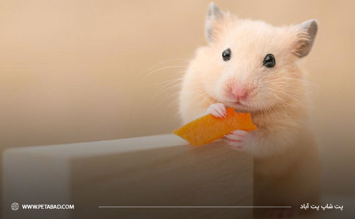 میزان غذای روزانه همستر