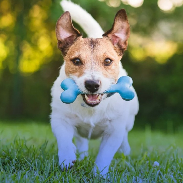 راهنمای خرید اسباب بازی سگ