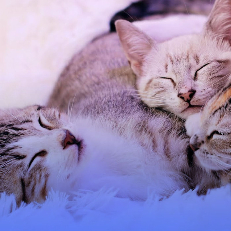 تغذیه گربه بعد از زایمان چیست؟