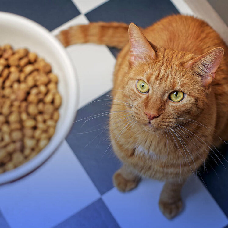 راهنمای خرید غذای خشک گربه
