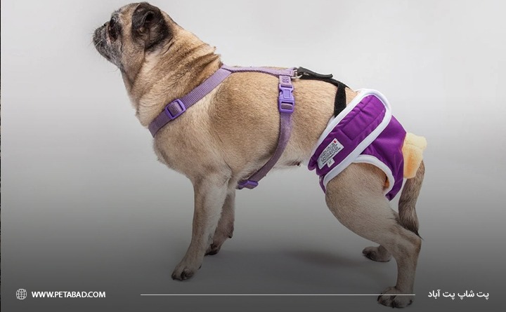 انواع پوشک سگ