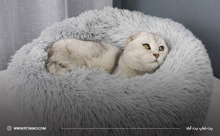 فراهم کردن بستر گرم برای گربه بعد از واکسیناسیون