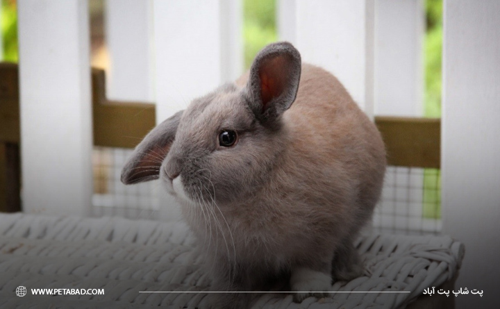 دلایل بی حالی و کسلی خرگوش