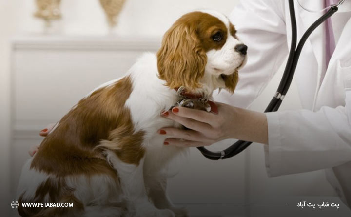 مراجعه به دامپزشک سگ برای درمان سرطان