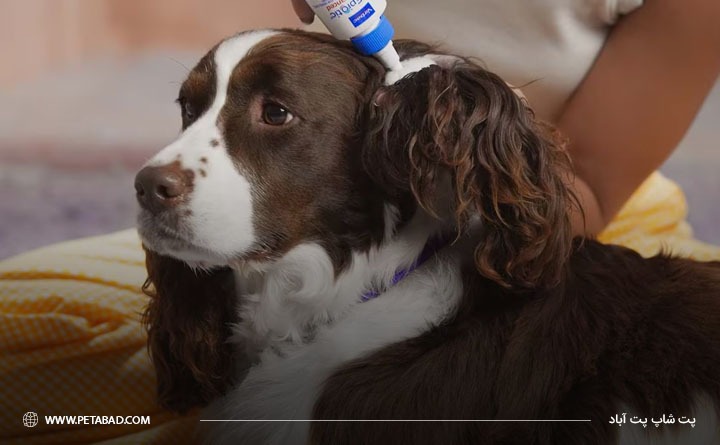 استفاده از قطره گوش سگ