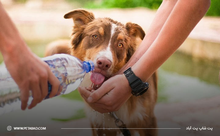 کنترل اسهال سگ با آب 