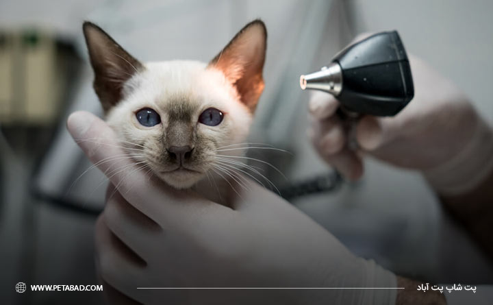 تشخیص بیماری جرب گوش در گربه 