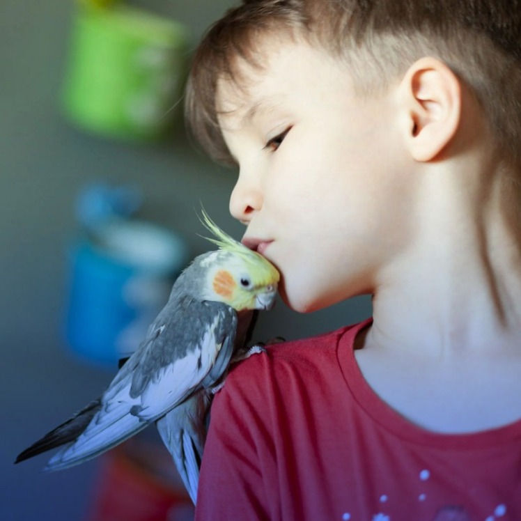 بهترین پرنده خانگی برای کودکان