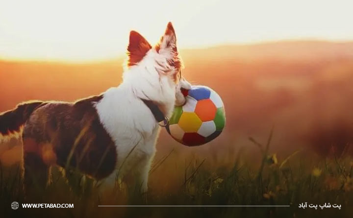 آیا سگ ها کوررنگی دارند؟