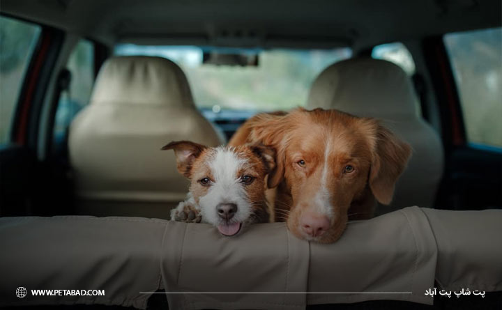 نشاندن حیوان خانگی در صندلی عقب ماشین