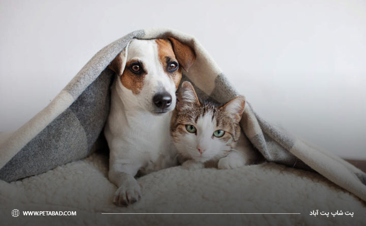 کاهش استرس در حیوانات خانگی