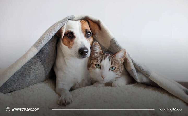 کاهش استرس در حیوانات خانگی: راهکارهایی برای رفاه بیشتر