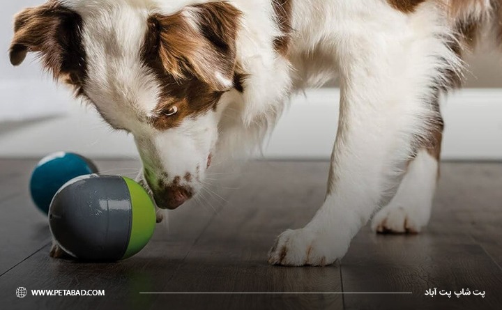 محبوب‌ ترین اسباب بازی‌ برای سگ‌