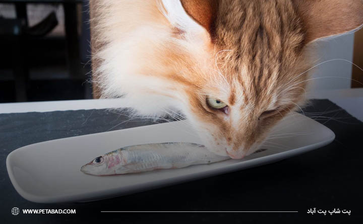 فواید غذای خام برای گربه‌ها